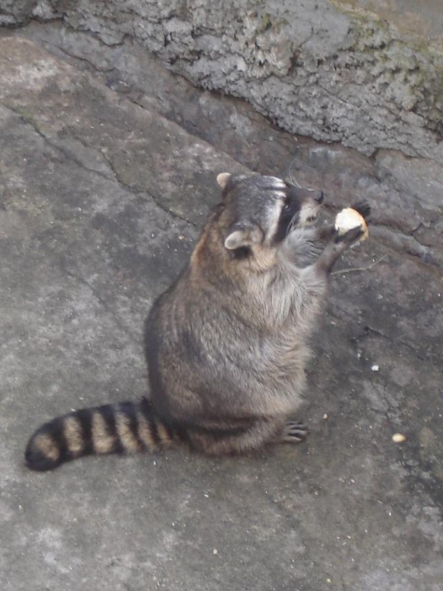 Поход в Московский зоопарк