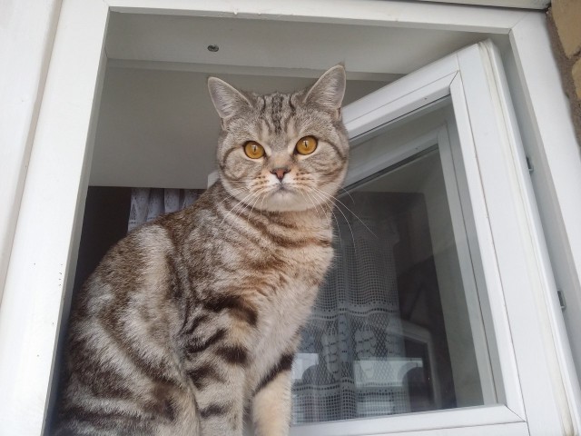 Котовторник 19.04.2016
