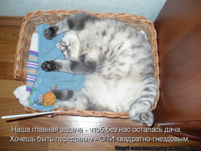 Как китайцы высаживают рассаду