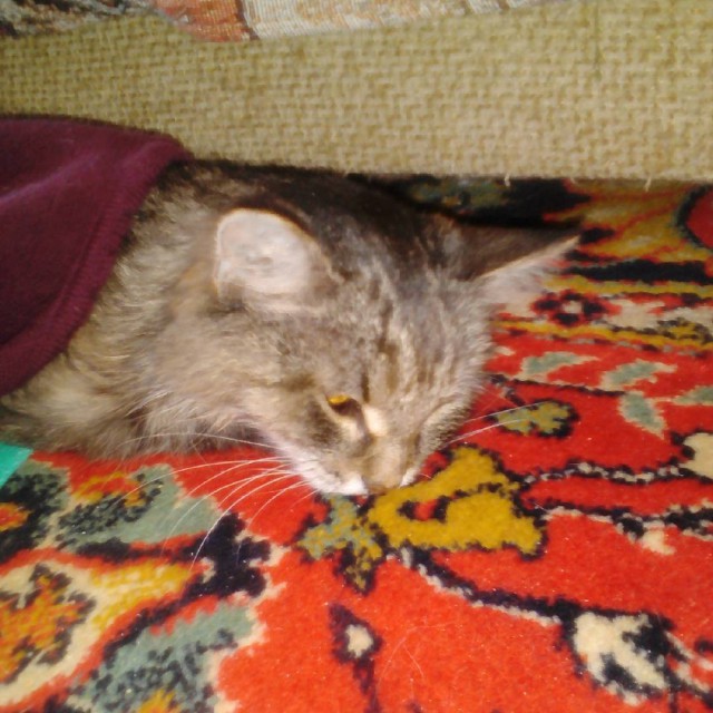 Котовторник  10.05.2016