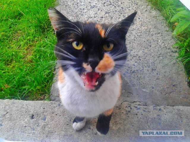 Котовторник 17.05.2016