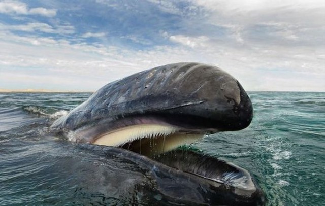 Солянка фото из интернетов