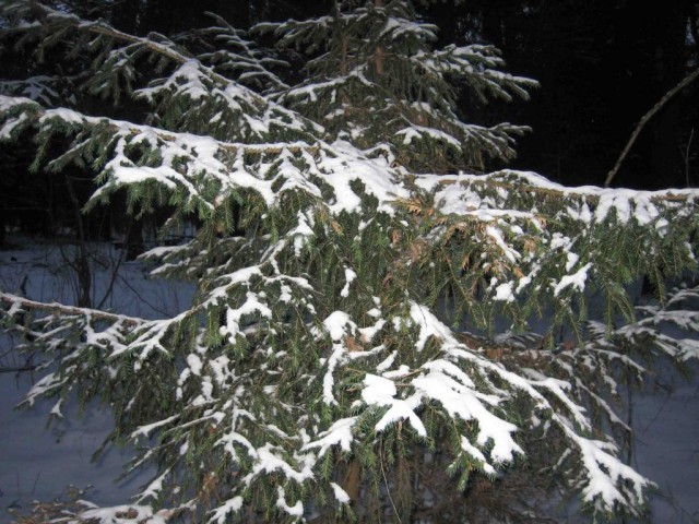 Конкурс Новогоднего Творчества 2008!