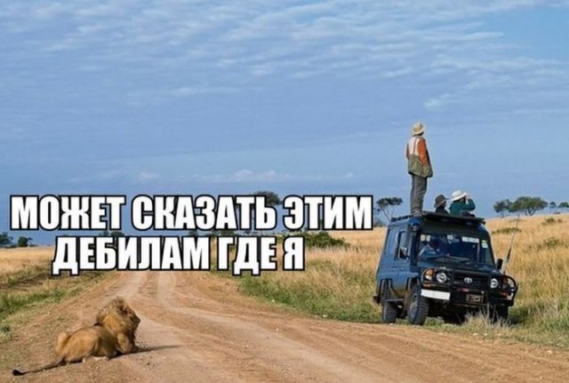 Самые смешные животные