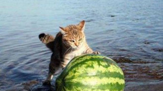 Коты из сети
