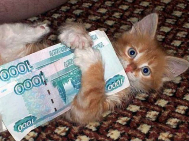 Коты из сети