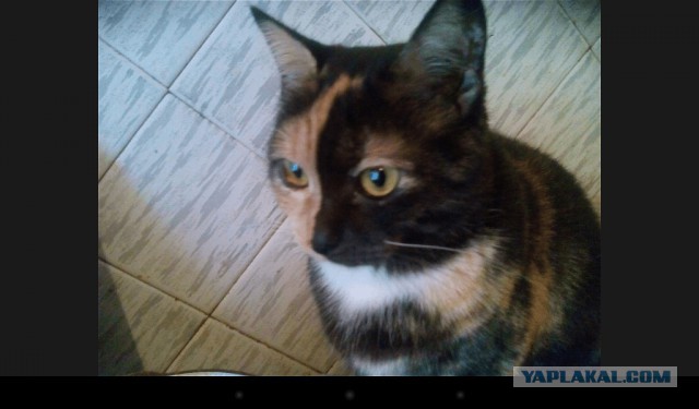 Котовторник 10.01.2017