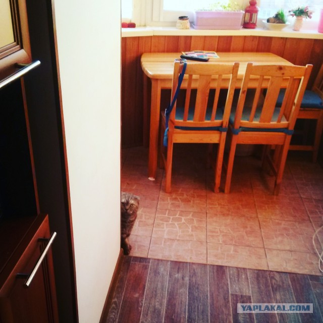 Котовторник 18.04.2017