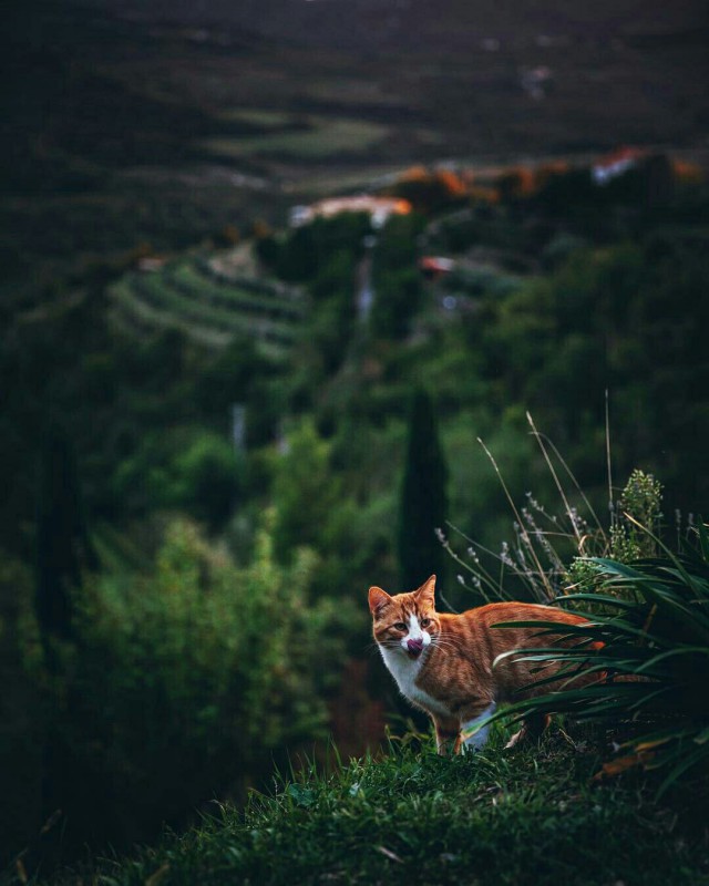 Коты и Кошки
