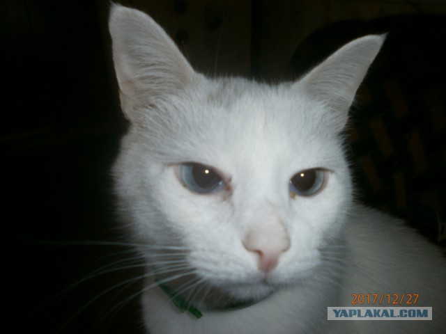 Котовторник 02.01.2018