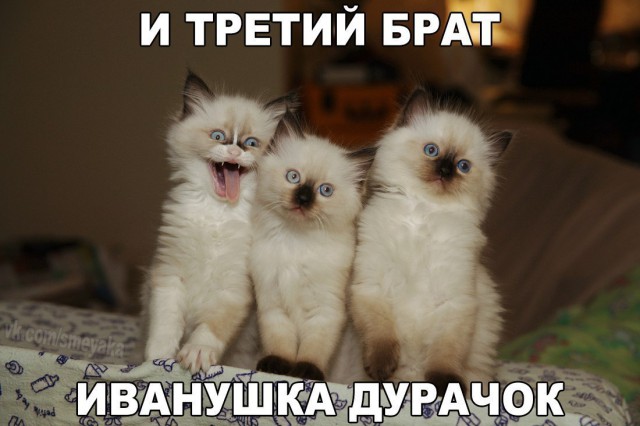 Неадекватные коты