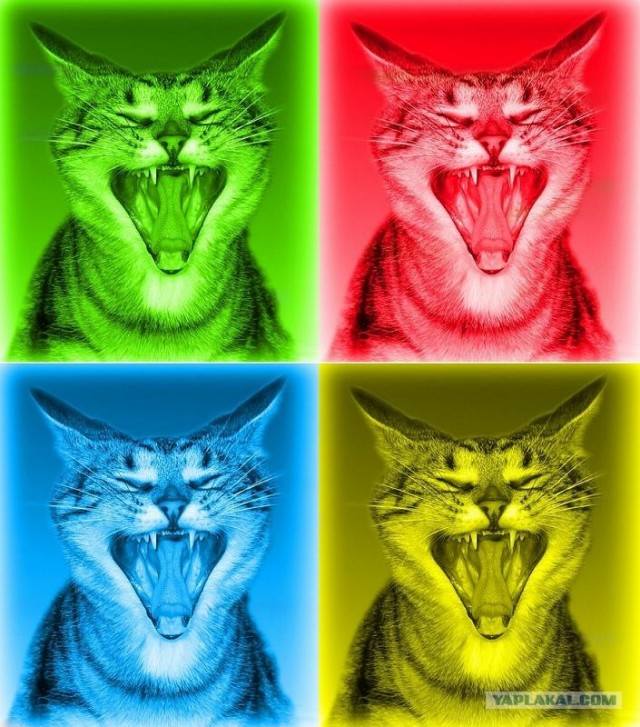 Котовторник на ЯПлакалъ (03.06), котята (31 шт)