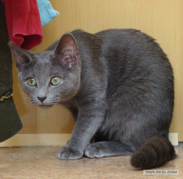 Уррааа! Котовторник на ЯПлакалъ!