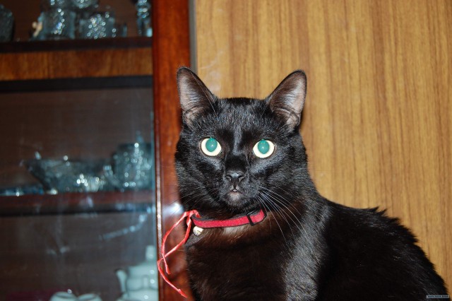 А как же котовторник?