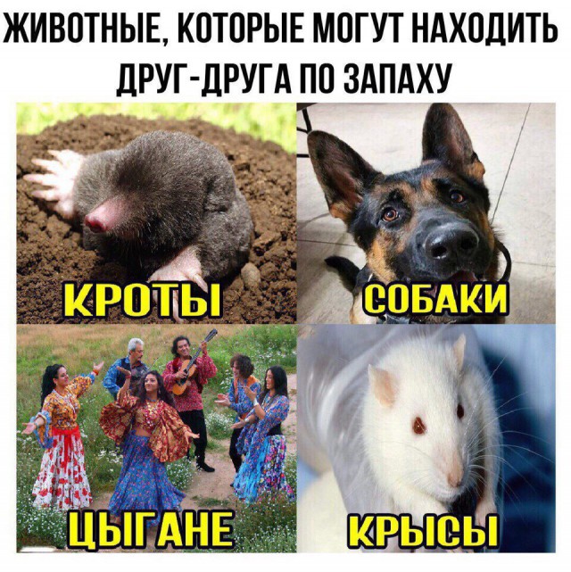 Не очень адекватный юмор