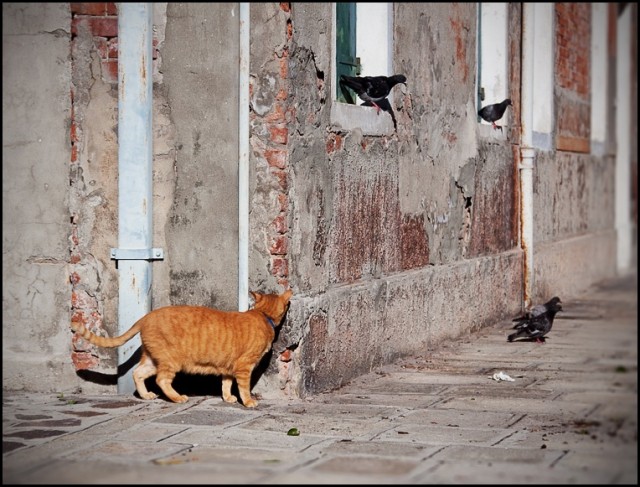 Котовторник