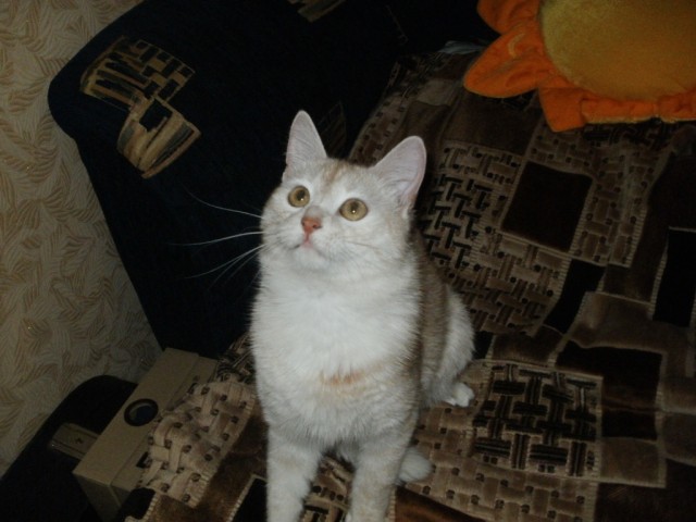 Котовторник 1.11.11