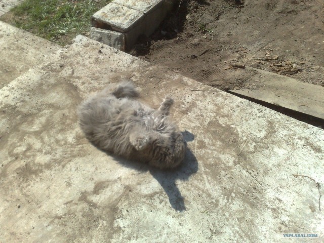 Котовторник 06.12.2011