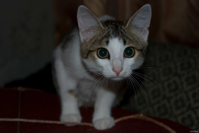 КОТОВТОРНИК (6.03.2012)