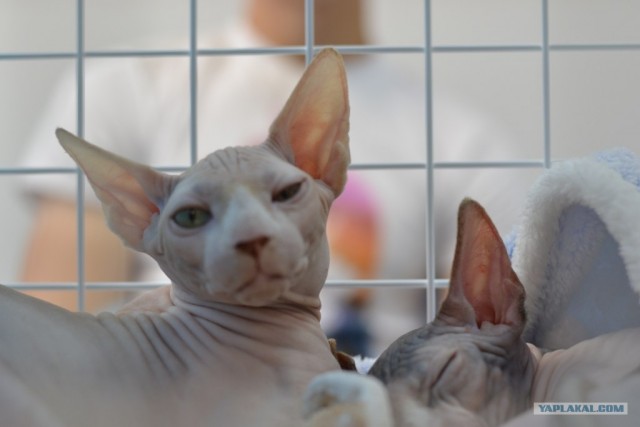 Котовторник   5.06.2012
