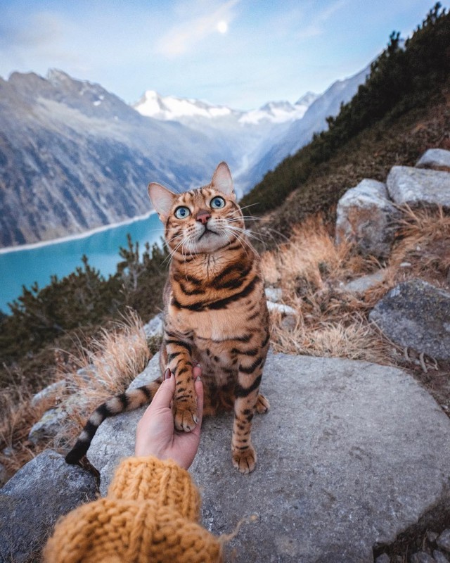 Котовторник однако