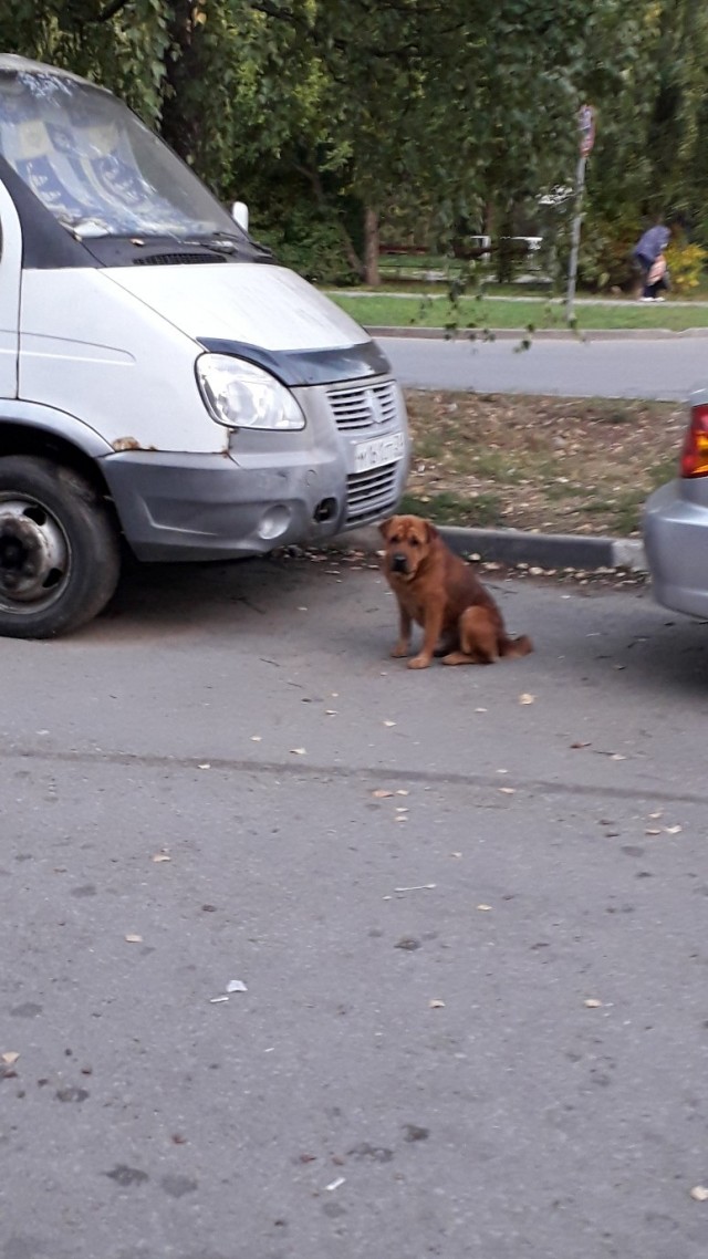 Живность из сети