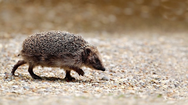 Живность из сети