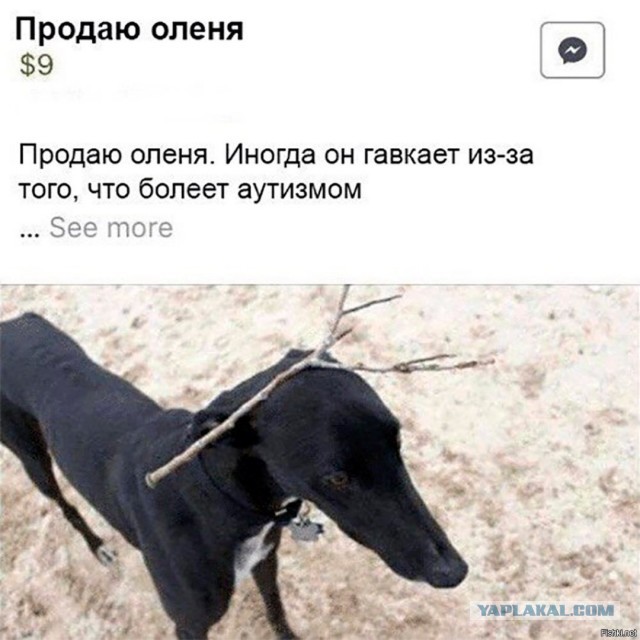 Индийский фермер перекрасил свою собаку под тигра, чтобы отпугивать диких обезьян, которые разворовывают его урожай