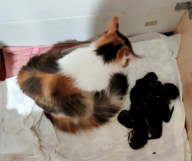 На утро котовтоника!