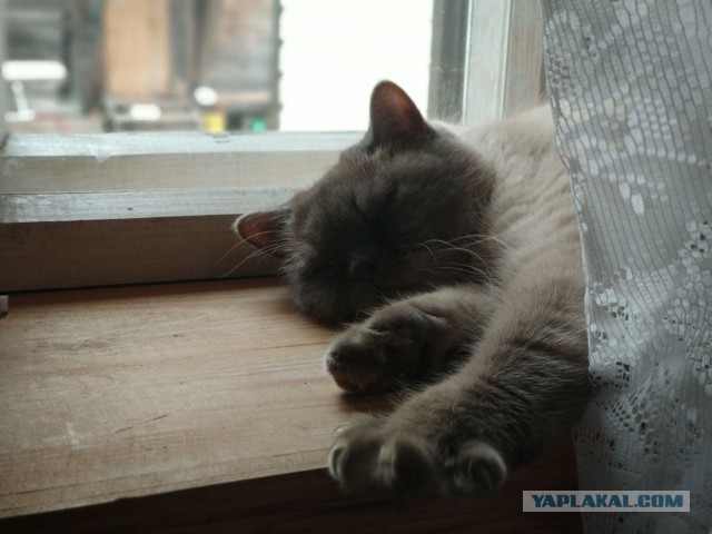 Последний котовторник 2020 года