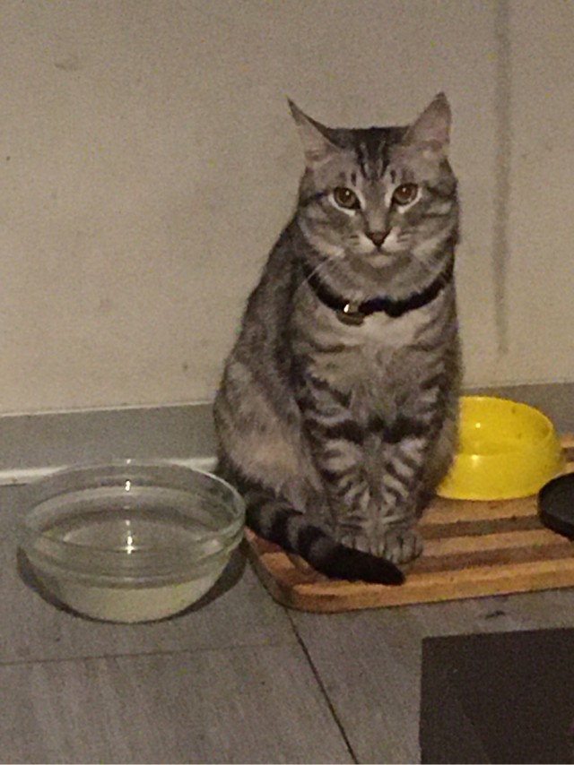 Котовторниковское