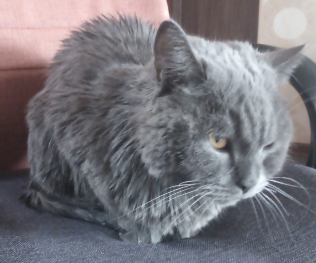 Котовторник вроде.