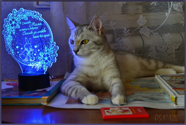 Кот с лампой