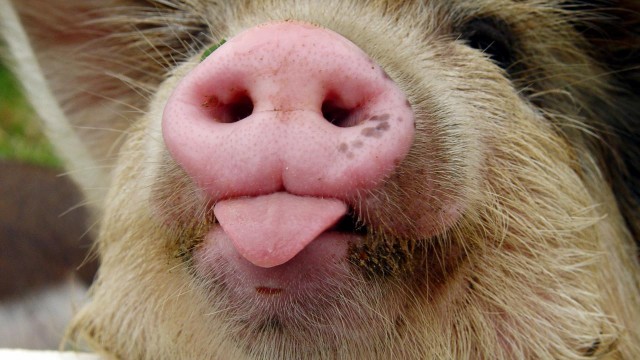 Чем домашняя свинья отличается от дикого кабана?