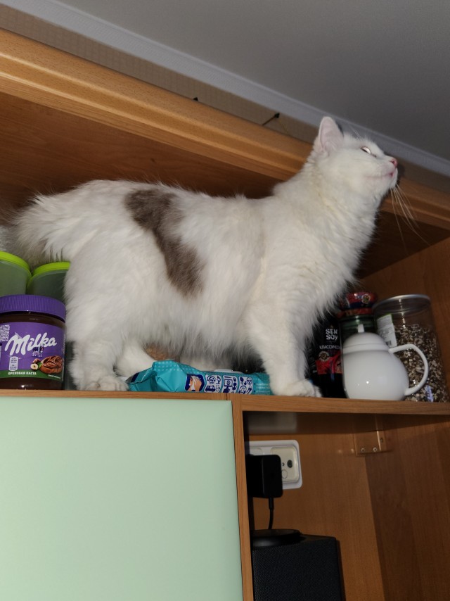 Кошкопортрет