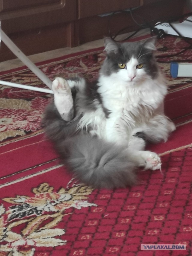 Всем кота за мой счёт. Я настаиваю