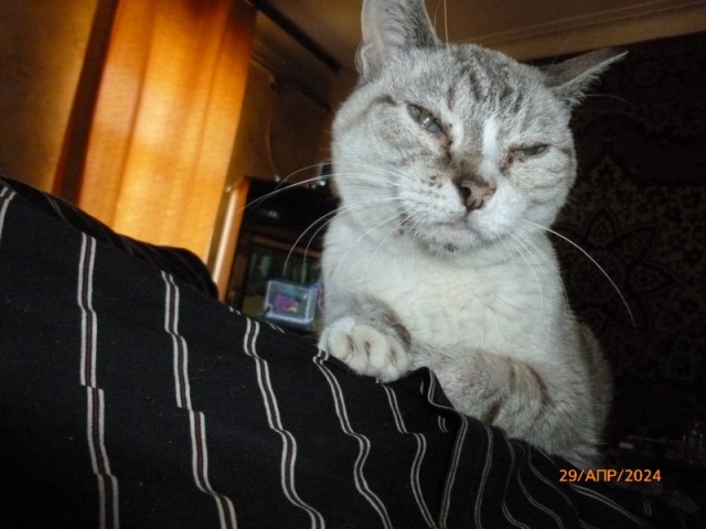 Южных котиков вам на радость
