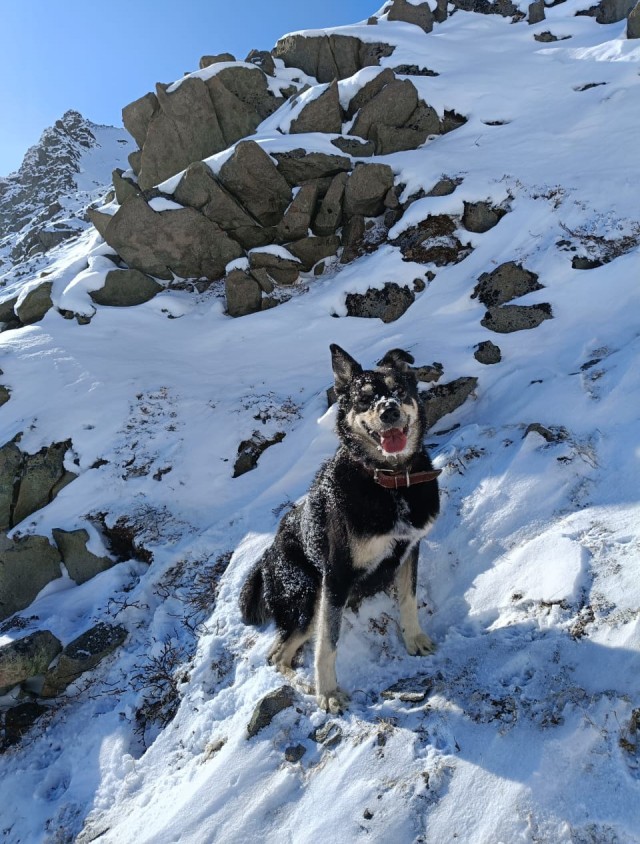 Так надо гулять с цобаками
