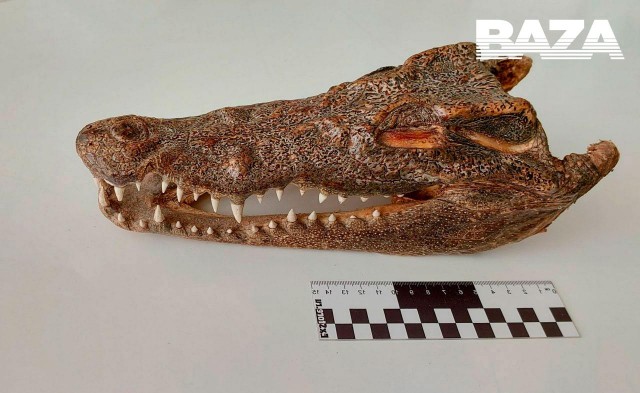 Сушёную голову крокодила нашли в багаже российского туриста, прилетевшего в Омск из Таиланда