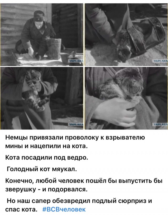 Последние месяцы, недели, дни войны
