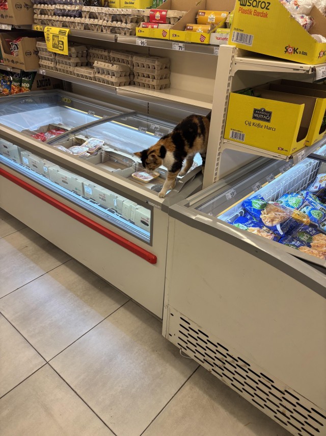 Розовых кошачьих носов тред