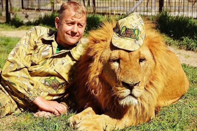 Лев напал на Зубкова в парке Тайган
