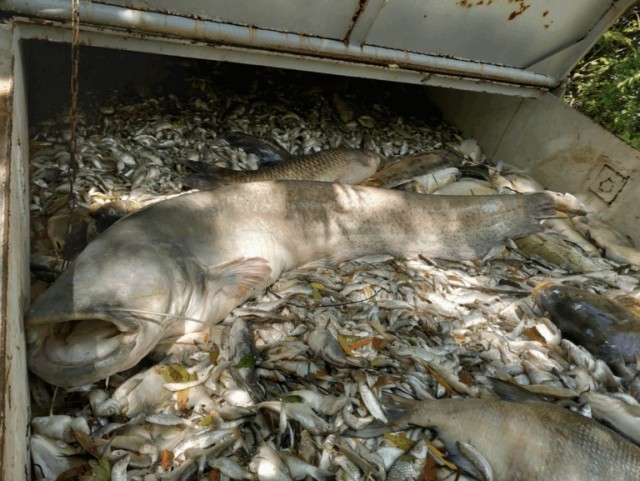 В Чехии в водоеме задохнулось более 4 тонн рыбы
