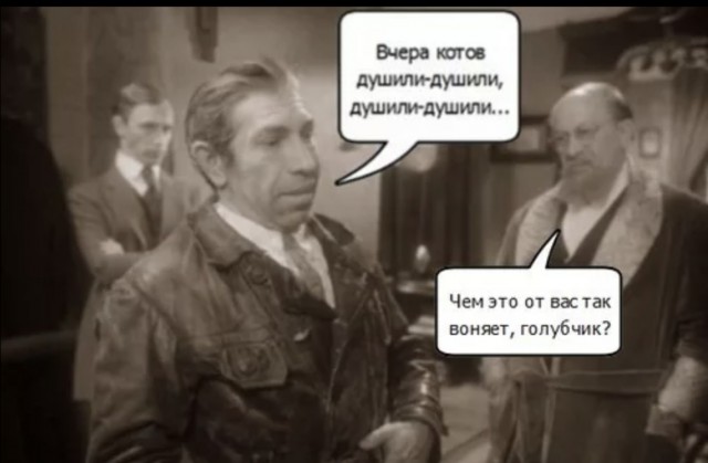 Россиянки с двумя-тремя кошками — это извращенки, заявили в Общественной палате России