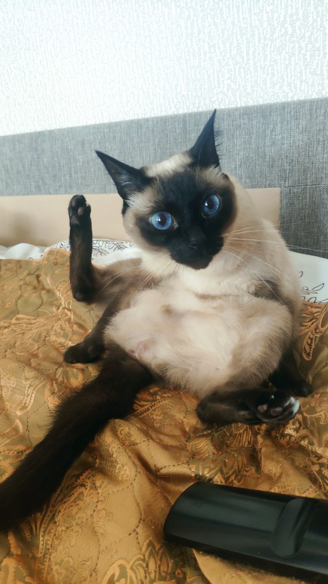 С котовторником!