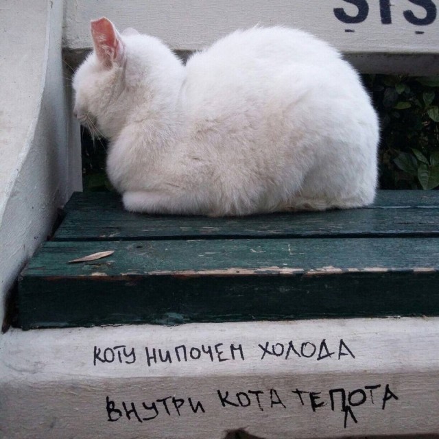 Рандомных фото котов тред — 2