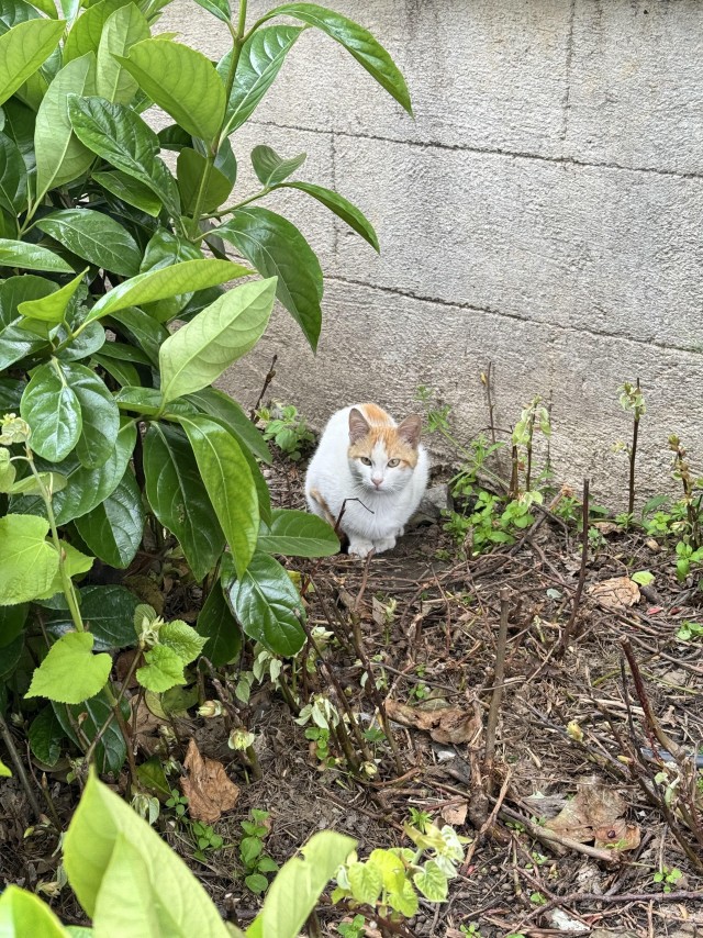 Уличные кошки Стамбула