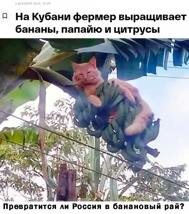 Киберзапугивание на венгерском языке и другие картинки