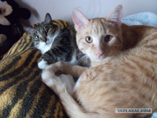 Коты и время