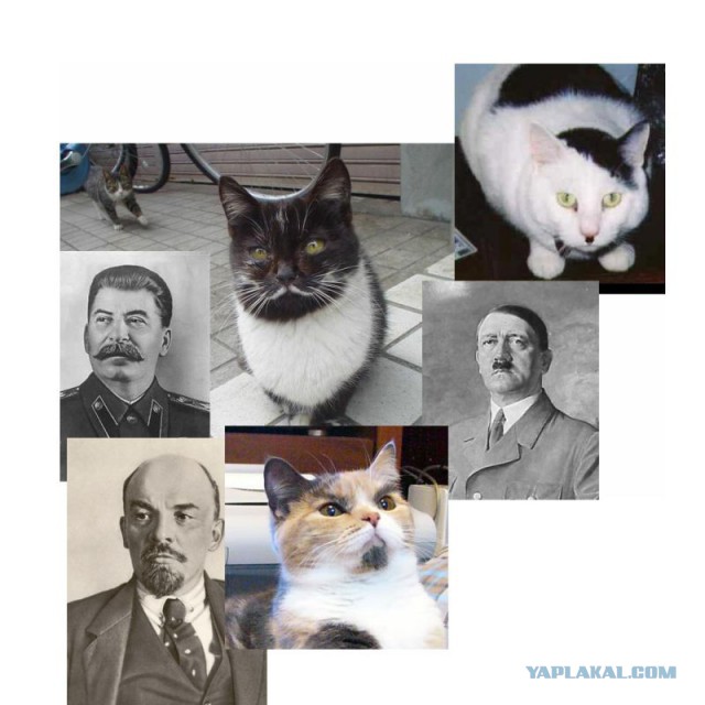 Коты ученых